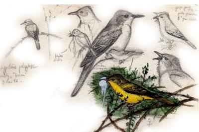 Hypolaïs polyglotte