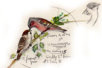 Moineau friquet