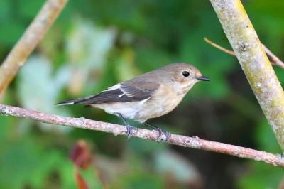 Ficedula hypoleuca