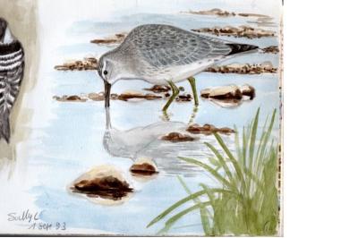 Bécasseau maubèche
