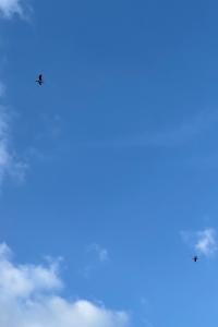 Cigogne noire
