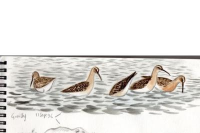 Bécasseau cocorli