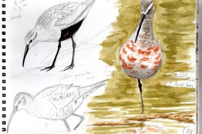 Bécasseau cocorli