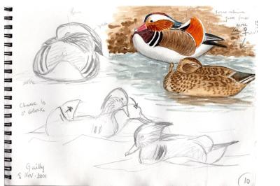 Canard mandarin