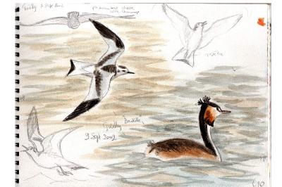 Mouette pygmée