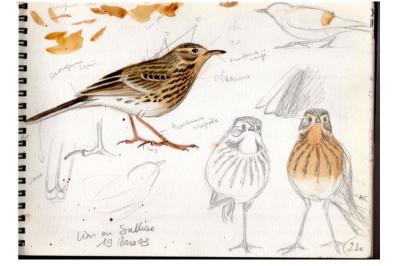 Pipit farlouse