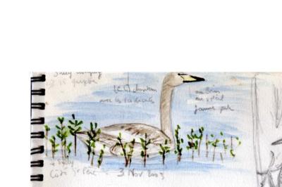 Cygne chanteur