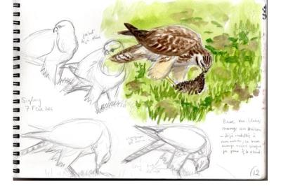 Buse variable