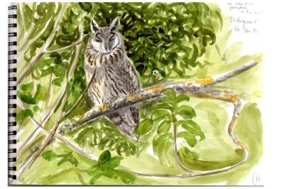 Hibou moyen-duc