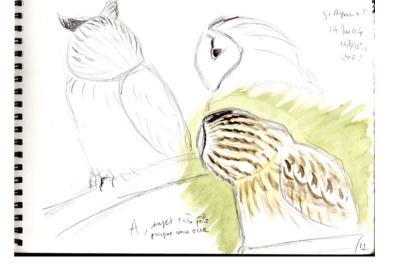 Hibou moyen-duc