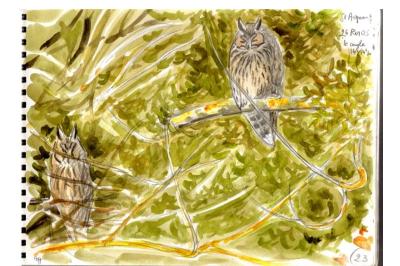 Hibou moyen-duc