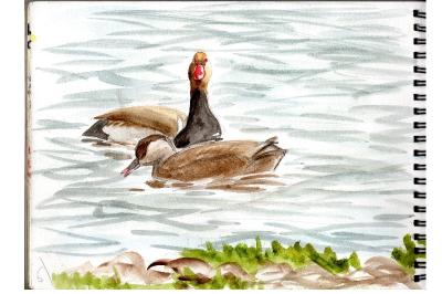 Nette rousse