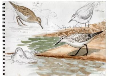 Bécasseau sanderling