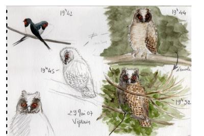 Hibou moyen-duc