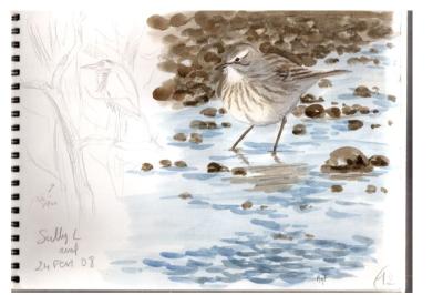 Pipit spioncelle