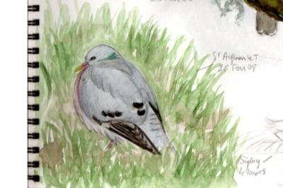 Pigeon colombin