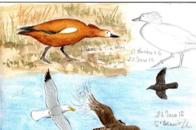 Tadorne casarca