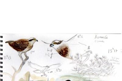 Balbuzard pêcheur