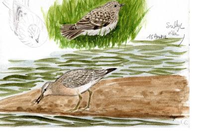 Bécasseau maubèche