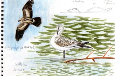 Mouette mélanocéphale