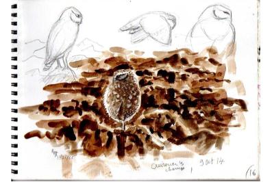 Chevêche d'Athéna