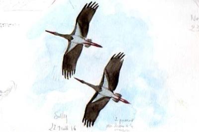 Cigogne noire