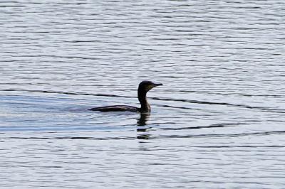 Grand Cormoran