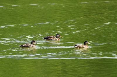 Canard colvert