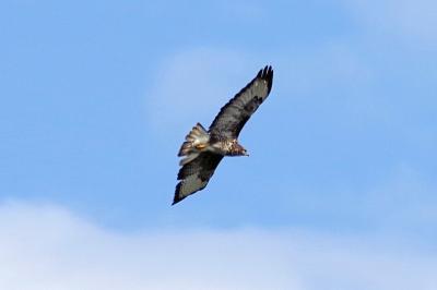 Buse variable