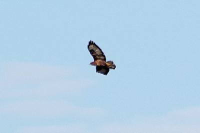 Buse variable
