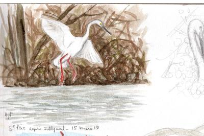 Grande Aigrette