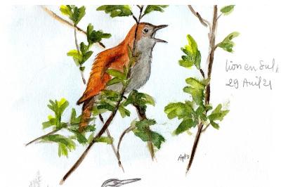 Rossignol philomèle
