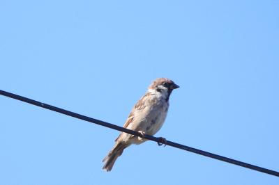Moineau friquet