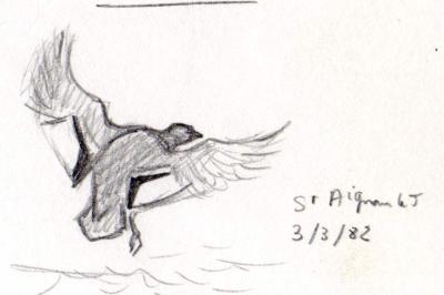 Canard chipeau