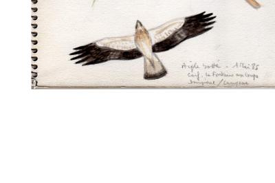 Aigle botté