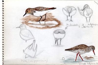 Bécasseau sanderling