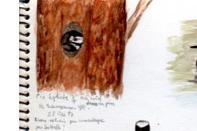 Pic épeiche