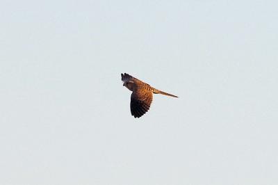 Faucon crécerelle