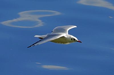 Mouette rieuse