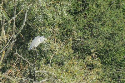 Grande Aigrette