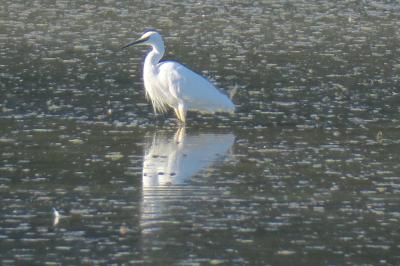 Aigrette garzette