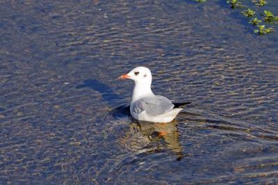 Mouette rieuse