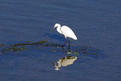 Aigrette garzette