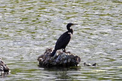 Grand Cormoran