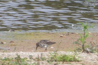 Bécasseau variable