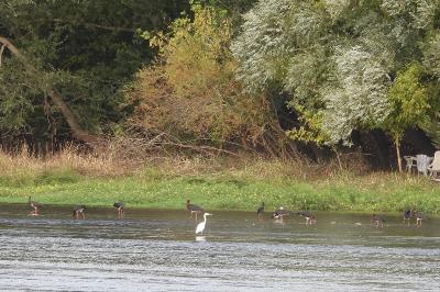 Cigogne noire