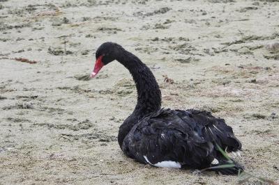 Cygne noir
