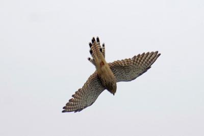 Faucon crécerelle