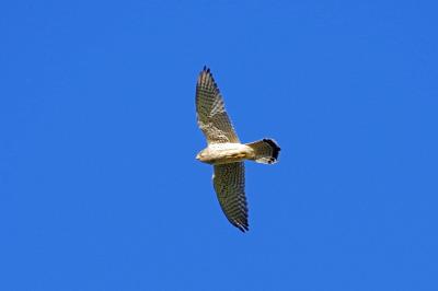Faucon crécerelle