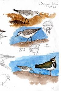 Bécasseau sanderling